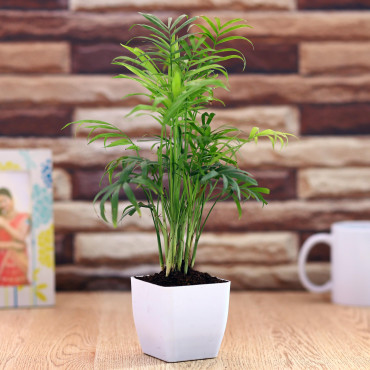 Chamaedorea Plant in White  Planter