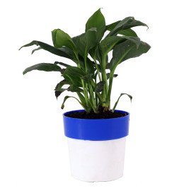 Peace lily plant in Blue and white Planter