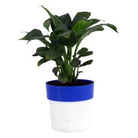 Peace lily plant in Blue and white Planter
