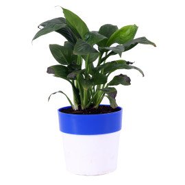 Peace lily plant in Blue and white Planter