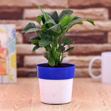 Peace lily plant in Blue and white Planter