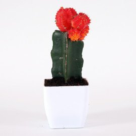 Moon catus plant in White Planter