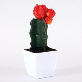 Moon catus plant in White Planter