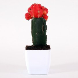Moon catus plant in White Planter