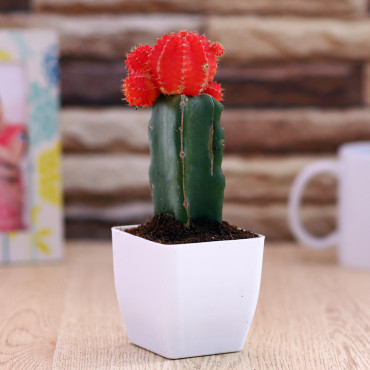 Moon catus plant in White Planter