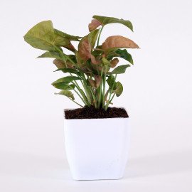 Sygonium plant in White Planter
