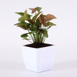 Sygonium plant in White Planter