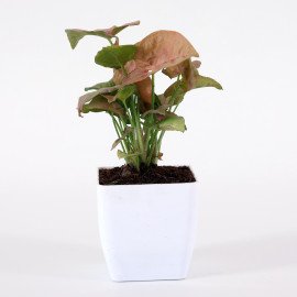 Sygonium plant in White Planter
