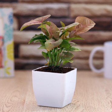 Sygonium plant in White Planter