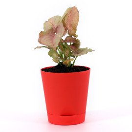 Sygonium plant in Red Round Planter