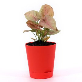 Sygonium plant in Red Round Planter
