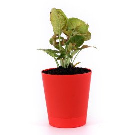 Sygonium plant in Red Round Planter
