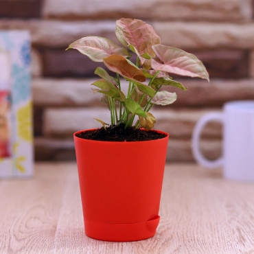 Sygonium plant in Red Round Planter