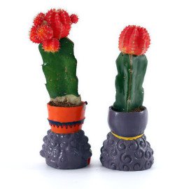 together Loves Plant
