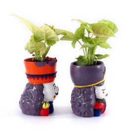 love Couple Plant