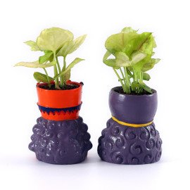 love Couple Plant