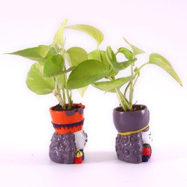 together forevers Plant