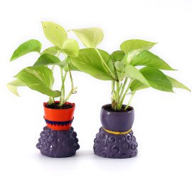 together forevers Plant