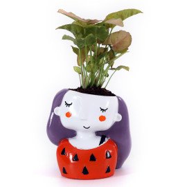 Sygonium Plant in Miss you Planter