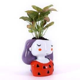 Sygonium Plant in Miss you Planter