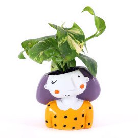 Money  Plant in Miss you Planter