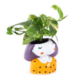 Money  Plant in Miss you Planter