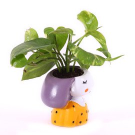 Money  Plant in Miss you Planter