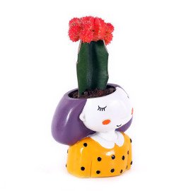 Moon catus Plant in Miss you Planter