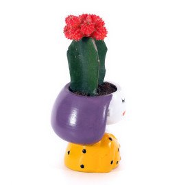 Moon catus Plant in Miss you Planter