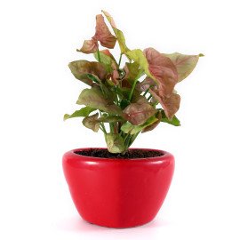 Sygonium Plant in forever Love