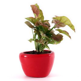 Sygonium Plant in forever Love