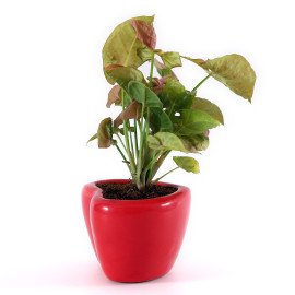 Sygonium Plant in forever Love