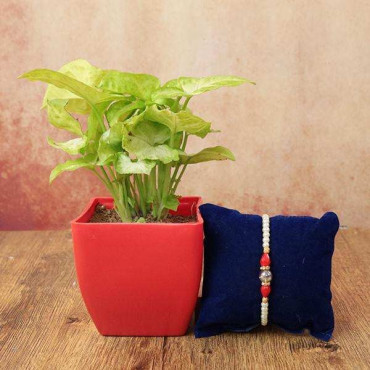 Elegant Pearl Rakhi with Green Syngonium Plant