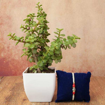 Beautiful Pearl Rakhi with Jade Plant