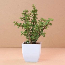 Beautiful Pearl Rakhi with Jade Plant