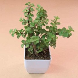 Beautiful Pearl Rakhi with Jade Plant