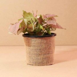 Aesthetic Pearl Rakhi with Double Layered Bamboo Plant