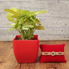 Gorgeous Golden Pearl Rakhi with Plant