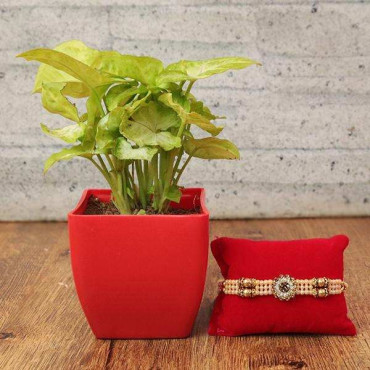 Gorgeous Golden Pearl Rakhi with Plant