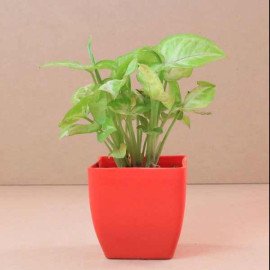 Gorgeous Golden Pearl Rakhi with Plant