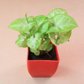 Gorgeous Golden Pearl Rakhi with Plant