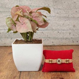 Stone Stud Rakhi with Pink Syngonium Plant