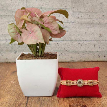 Stone Stud Rakhi with Pink Syngonium Plant