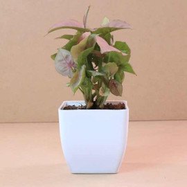 Stone Stud Rakhi with Pink Syngonium Plant