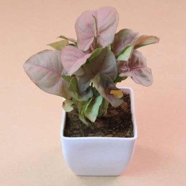 Stone Stud Rakhi with Pink Syngonium Plant