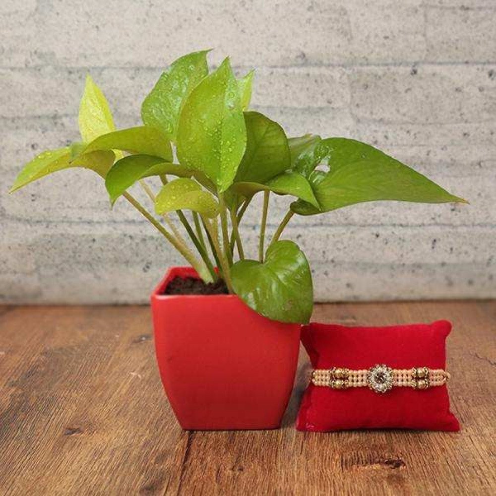 Rakhi with Plant For Brother