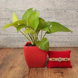 Rakhi with Plant For Brother