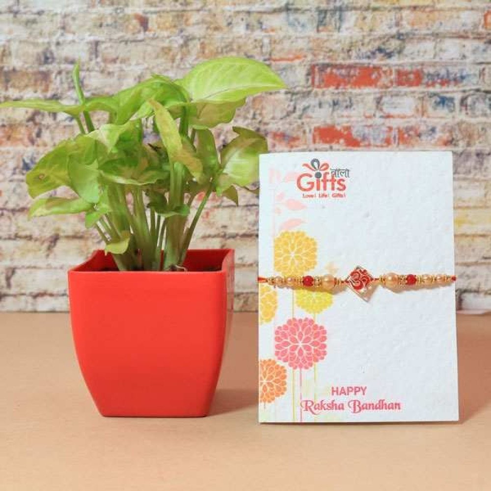 Rakhi With Syngonium Plant