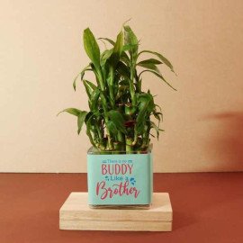 Personalized rakhi With Good Luck Bamboo Plant