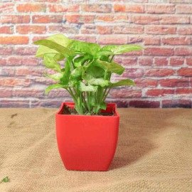 Beautiful Stone Rakhi With Syngonium Plant